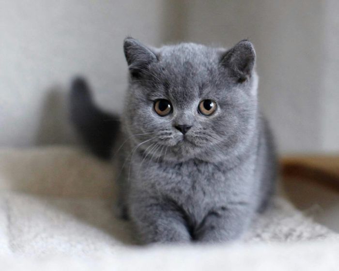 Harga Anak Kucing British Shorthair