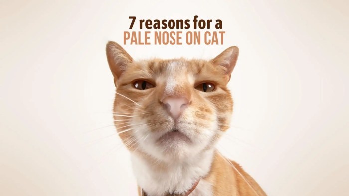 Nose cat cats color facts mean does changes