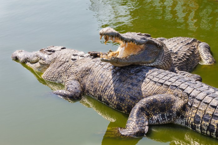 Crocodile back skin stock royalty texture preview dreamstime