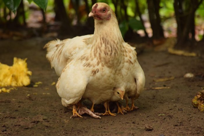 Apakah Ayam Memiliki Rambut? Ini Faktanya