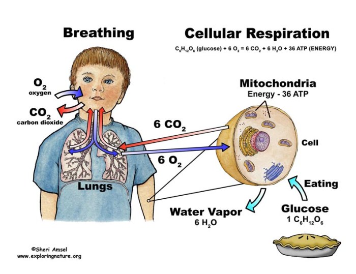 Breathing respiratory breathe lungs take breath process rate exchange gas clipart every humans explained we