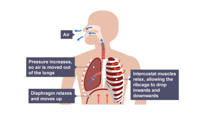 Respiration cellular breathing science biology organisms photosynthesis class process between food life atp poster diagrams models during which can co2