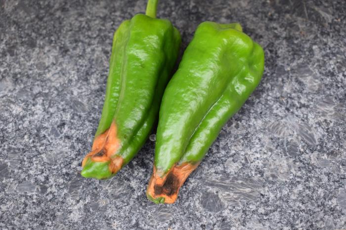 3 Penyebab Cabai Busuk di Pohon yang Wajib Dihindari